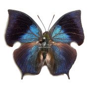 MEMPHIS PHILUMENA XENICA 